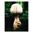 Search for mushroom fantasy art Fairies