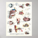 Search for organ anatomy posters Anatomical