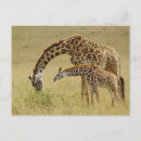 Search for wildlife reserve postcards Giraffa camelopardalis tippelskirchi