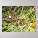 Search for a bugs life posters Wings