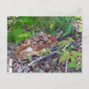 Search for bambi postcards Nature