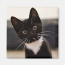 Search for tuxedo magnets Pets