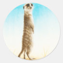 Search for meerkat stickers Africa