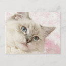 Search for ragdoll postcards Kitten