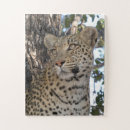 Search for predator puzzles Feline