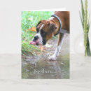 Search for boxer dog cards Nature