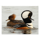Search for merganser posters Wildlife