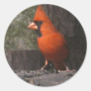 Search for cardinal stickers Photography