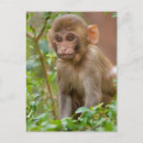 Search for monkey baby postcards India
