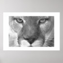 Search for predators photography Animals