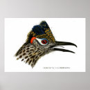 Search for roadrunners art Greater roadrunner