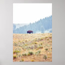 Search for bison art National park