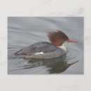 Search for merganser duck Wildlife