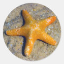 Search for starfish stickers Aquatic