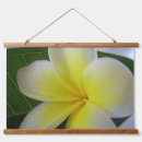 Search for frangipani flower art Photography