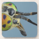 Search for antenna barware Compound eyes