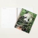 Search for hiding photography Panda
