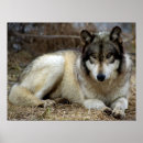 Search for timber wolves posters Wolf
