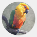 Search for conure stickers Bird
