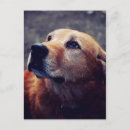 Search for dog friend postcards Golden