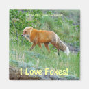 Search for vixen magnets Wildlife