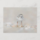Search for endangered animals postcards Bird