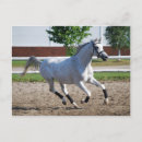 Search for arabians postcards Horse