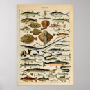 Search for adolphe millot posters Nature