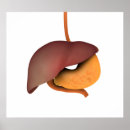 Search for human digestive system posters Anatomy
