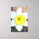 Search for daffodil canvas prints White