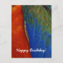 Search for macaw birthday cards Exotic
