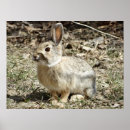 Search for cottontail art Wildlife photography