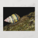 Search for fancie postcards Fancy