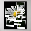 Search for black and white daisy posters Abstract