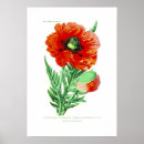 Search for papaver art Poppy