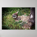 Search for wildlife protection posters Animal