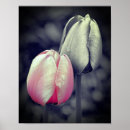 Search for black tulips posters Botanical