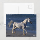 Search for beach walk postcards Sea