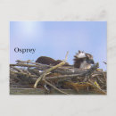 Search for ospreys postcards Wildlife
