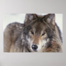 Search for wolf image posters Photography
