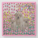 Search for labrador coasters Pet