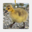 Search for gosling Photography