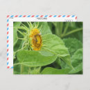 Search for pollinators postcards Nature
