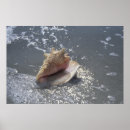 Search for pictures of seashells posters Ocean