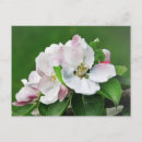 Search for white bloom postcards Nature