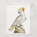 Search for macaw parrot postcards Macaws