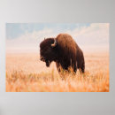Search for american bison posters Brown