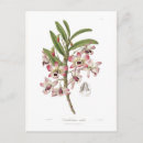 Search for dendrobium Floral