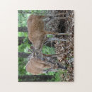 Search for whitetail deer puzzles Animals