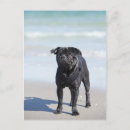 Search for sailing vertical postcards Beach